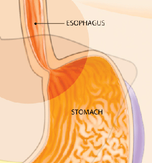 Stomach Diagram